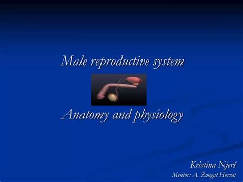 Ppt Male Reproductive System Anatomy And Physiology Powerpoint