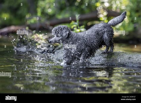 Walking Royal Standard Poodle Stock Photo Alamy