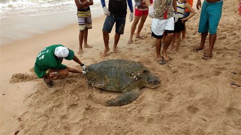 Tartaruga verde é encontrada na praia do Mirante da Sereia em Maceió