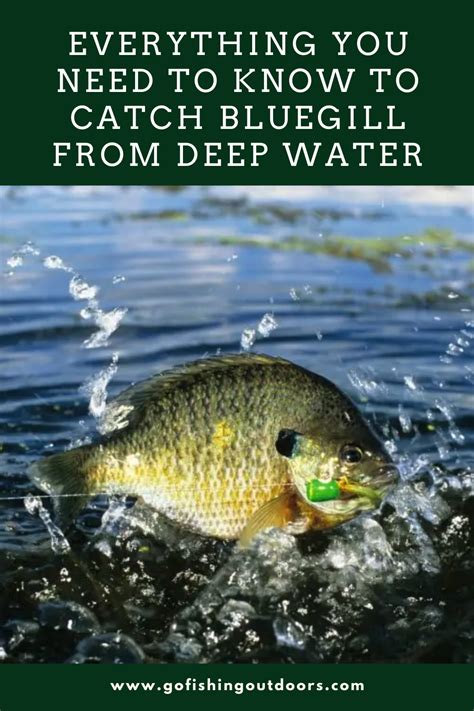 Everything You Need To Know To Catch Bluegill From Deep Water