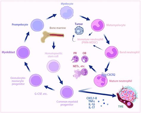 Complex Role Of Neutrophils In The Tumor Microenvironment An Avenue