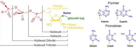 Nükleotit Nedir Nükleotitlerin Yapısı Ve Özellikleri Nelerdir Techworm
