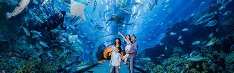 Dubai Aquarium and Underwater Zoo – Aquarium Tunnel + Underwater Zoo | Discount Tickets | Go City®