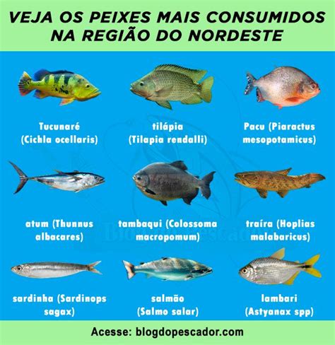 16 Peixes mais consumidos na região do Nordeste Peixes Animais da