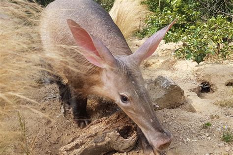 Aardvark At Jersey Zoo Durrell