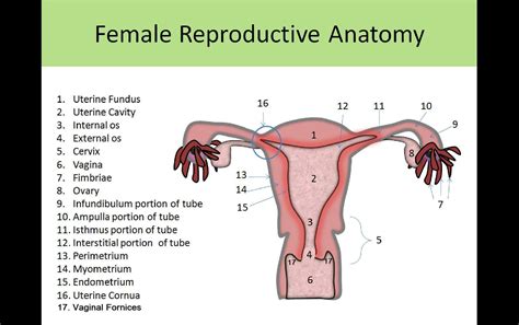 [Get 39+] Uterus Anatomy Fundus