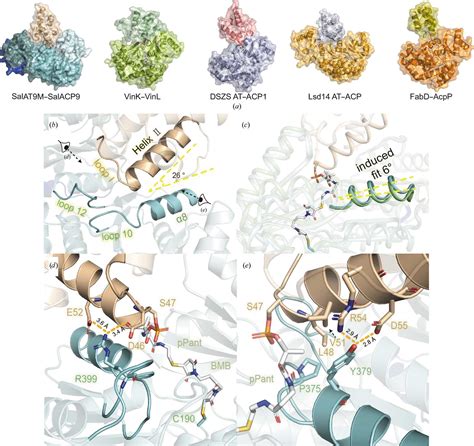 Iucr Structural Visualization Of Transient Interactions Between The