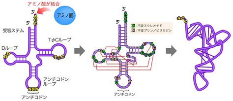 遺伝暗号とアミノアシルtrna 遺伝子の発現 Ns遺伝子研究室