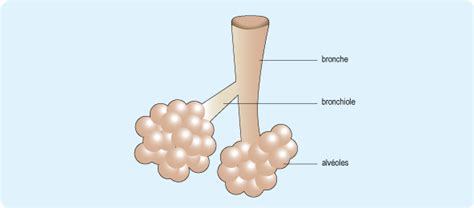 Reconna Tre Une Bronchiolite Ameli Fr Assur