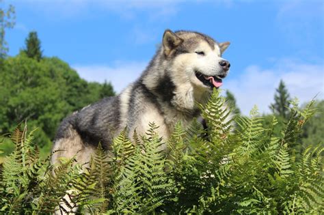 Chien Alaskan Malamute Uyak Of Legends Inupiak