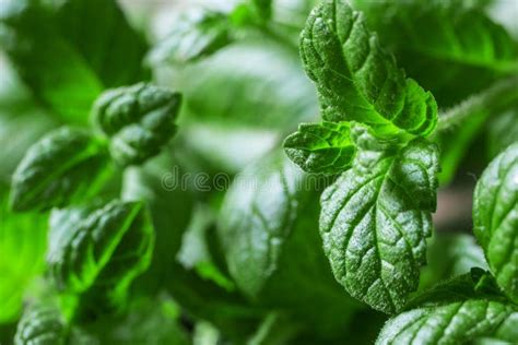 Fresh mint leaves stock image. Image of freshness, peppermint - 102043681