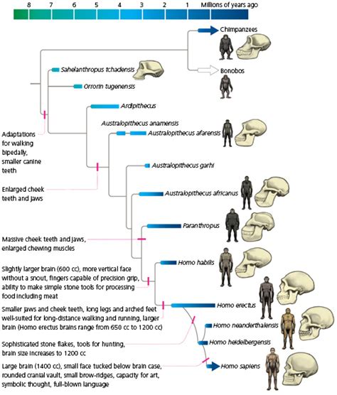 The Emergence Of Humans Evolution Science Human Evolution Tree