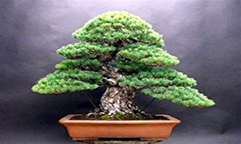 White Spruce Bonsai Tree Seeds for Planting 30 Seeds - Etsy