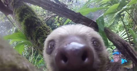 This Sloth Taking A Selfie Is Everything You Need Today Plus More