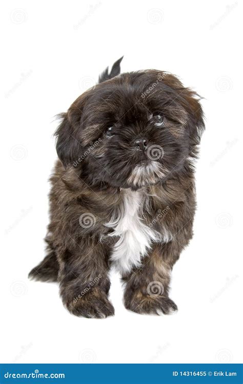 Filhote De Cachorro Preto E Branco Do Tzu Do Shih Foto De Stock Royalty