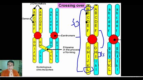 Explaining Recombination Frequencies And Linkage Gene Mapping Part 2 Youtube