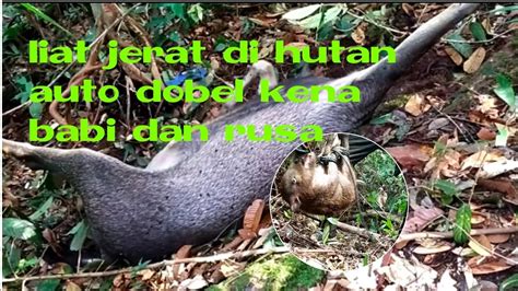 LIHAT JERAT Di HUTAN Kena Babi Dan Rusa Jantan Purukcahu Murungraya