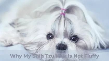 Why My Shih Tzu Hair Is Not Fluffy (5 Causes + Grooming Tips)