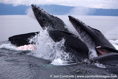 Humpback Whales Bubble Feeding Photo Picture Print Cornforth Images