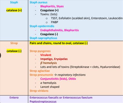 Gram Positive (+) Pathogens Flashcards | Quizlet