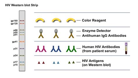 Core Concepts Hiv Diagnostic Testing Screening And Diagnosis