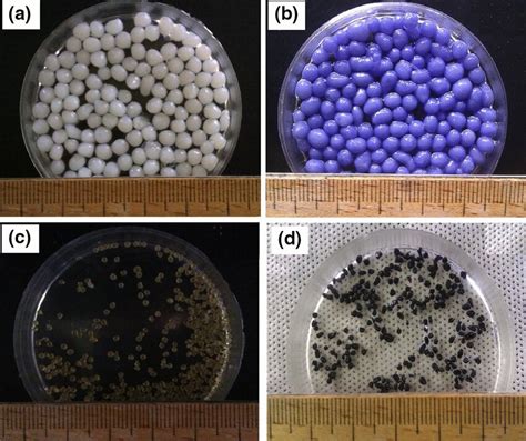 Digital Images Of Pure Chitosan Hydrogel Beads In Wet A And Dry C