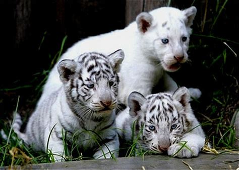 white tiger cubs - White Tiger Cubs Photo (34587222) - Fanpop