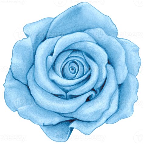 Aquarell Realistisch Rose Hand Gezeichnet 21387652 PNG