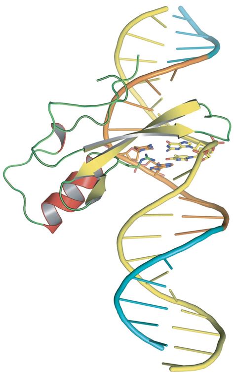 Cientistas Identificam Um Possível Mecanismo Molecular Da Síndrome De Rett