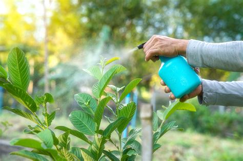 Domowy sposób na mszyce pozbądź się szkodników swoich roślin HOME