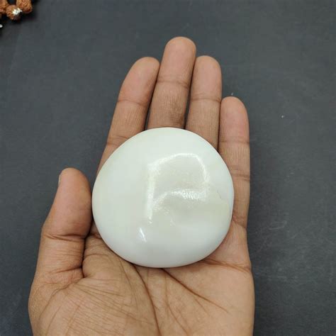 Shell White Raja Gomati Chakra Big Size For Healing At Rs Piece In