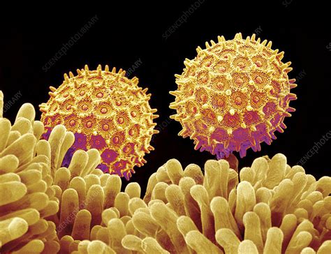 Morning Glory Pollen Grains SEM Stock Image B786 0916 Science