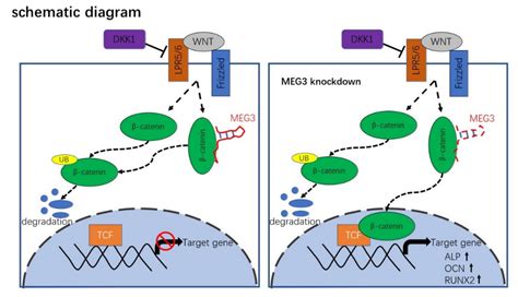 Jcm Free Full Text Downregulation Of The Lncrna Meg Promotes