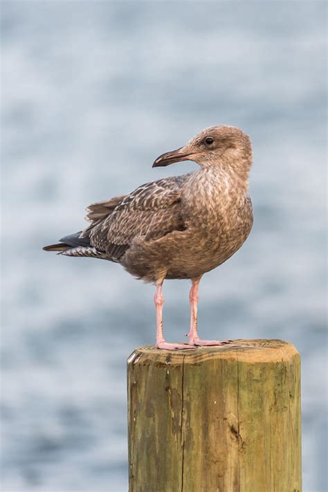 Brown Seagull Jersey Shore New Jersey Photograph by Terry DeLuco - Fine Art America