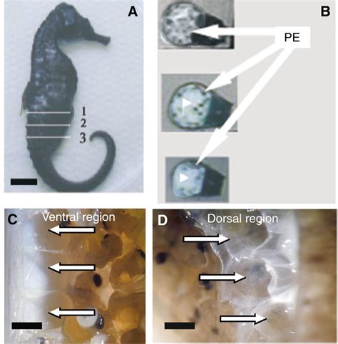 A A Photograph Of A Pregnant Male Seahorse With Three Transverse