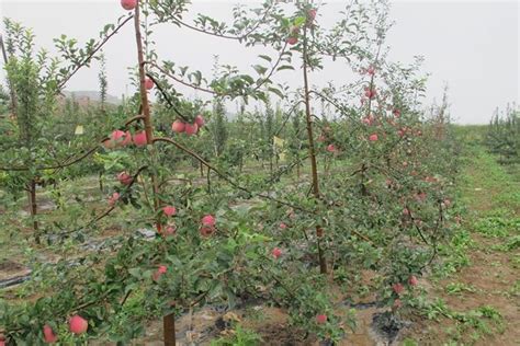 苹果树栽培技术｜苹果树带分枝大苗建园当年冬季修剪方法图解