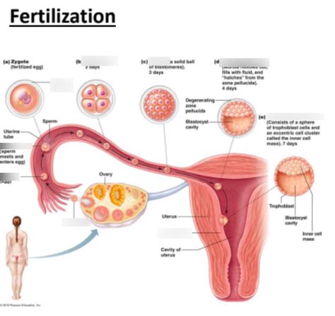 Fertilization Diagram Quizlet