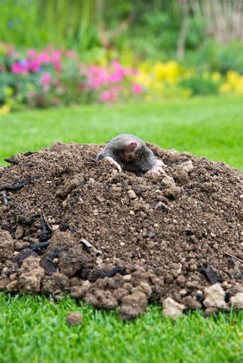 Mole [Talpa Europaea] in the Lawn Stock Photo - Image of mound, closeup ...