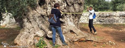 Two People Standing In Front Of An Olive Tree One Holding A Rope And