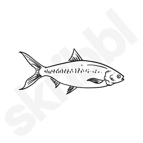 'Milkfish' Illustration | Simple Fish