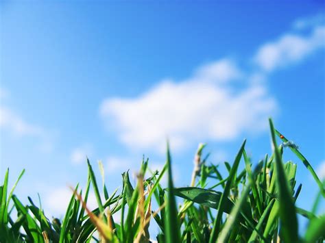 Sunlight Nature Grass Sky Field Green Worms Eye View Leaf