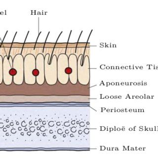 2: The scalp consists of five different layers (adapted from [81]). | Download Scientific Diagram