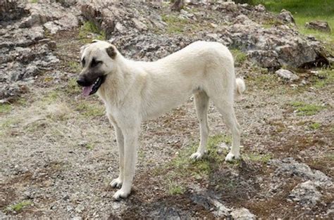 Kangal Shepherd Dog Ultimate Guide Health Personality And More