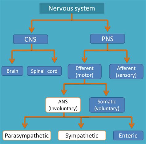 Classification Of Nervous System Nervous System Peripheral Nervous