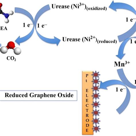 Cyclic Voltammetry Graphs Of Bare Platinum Electrode And The Ensemble