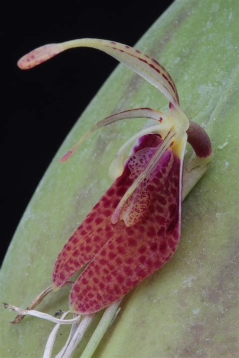 Restrepia Species Wiel Driessen Flickr