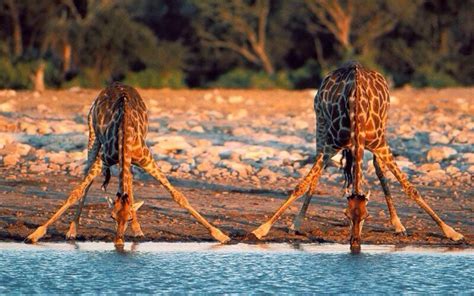 Giraffes Drinking Water Imgur