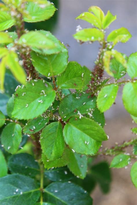 Brilliant Homemade Aphid Spray That Works Easy Peasy Creative Ideas