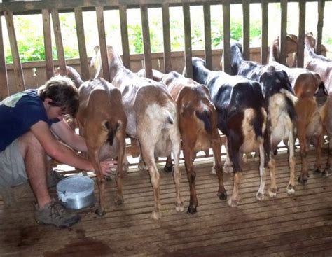 Raising Small Ruminants For Food And Profit Edge Davao