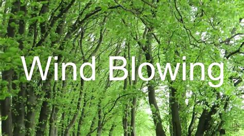 Wind In Forest Wind Blowing Trees Nature Sounds Relaxation Hour